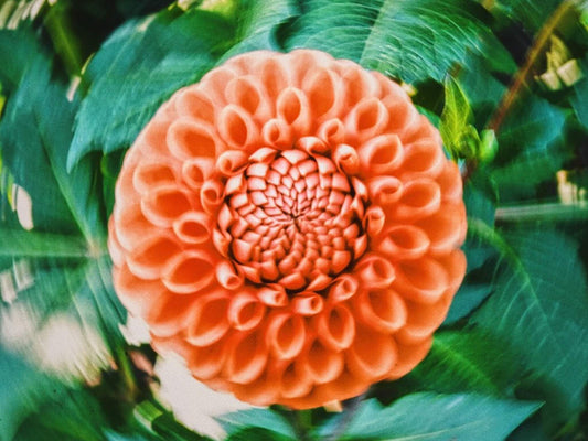 Wanneer en hoe plant je dahlia's?