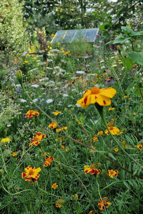 Afrikaantje Burning Embers - Tagetes patula Burning Embers - in de tuin