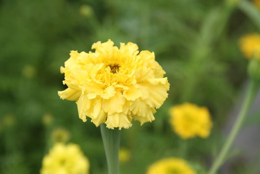 Afrikaantje Lemonade - Tagetes erecta - closeup - geel