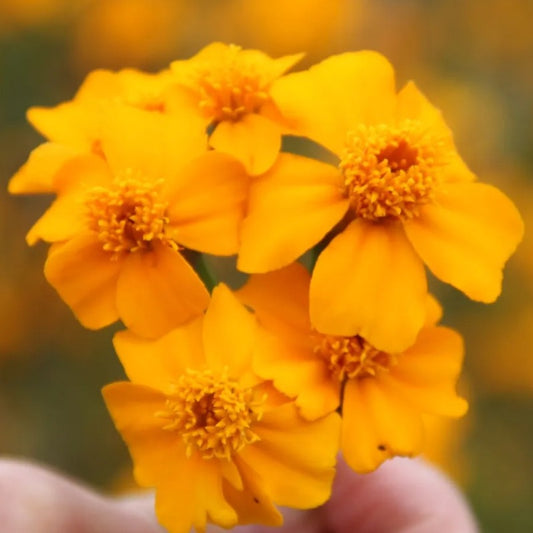 Afrikaantje 'Nemagon' - Tagetes patula