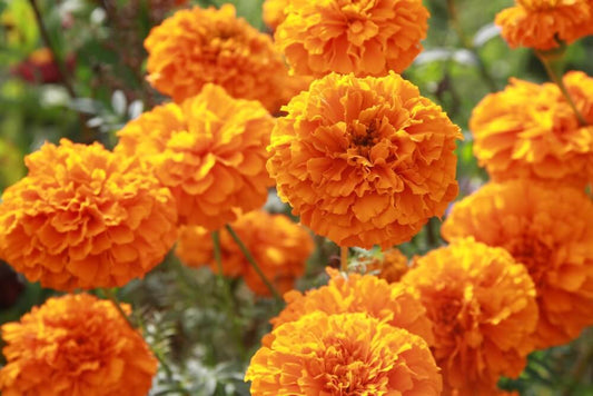 Afrikaantje Orangade - Tagetes erecta - oranje