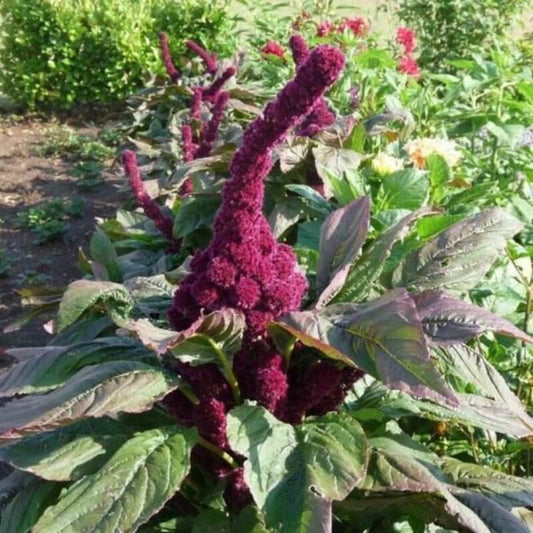 Amaranth Tête d'éléphant - Amaranthus gangeticus