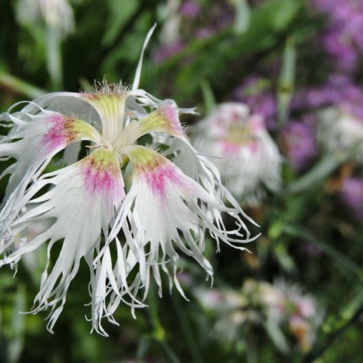 Anjer Rainbow Loveliness - Dianthus plumarius
