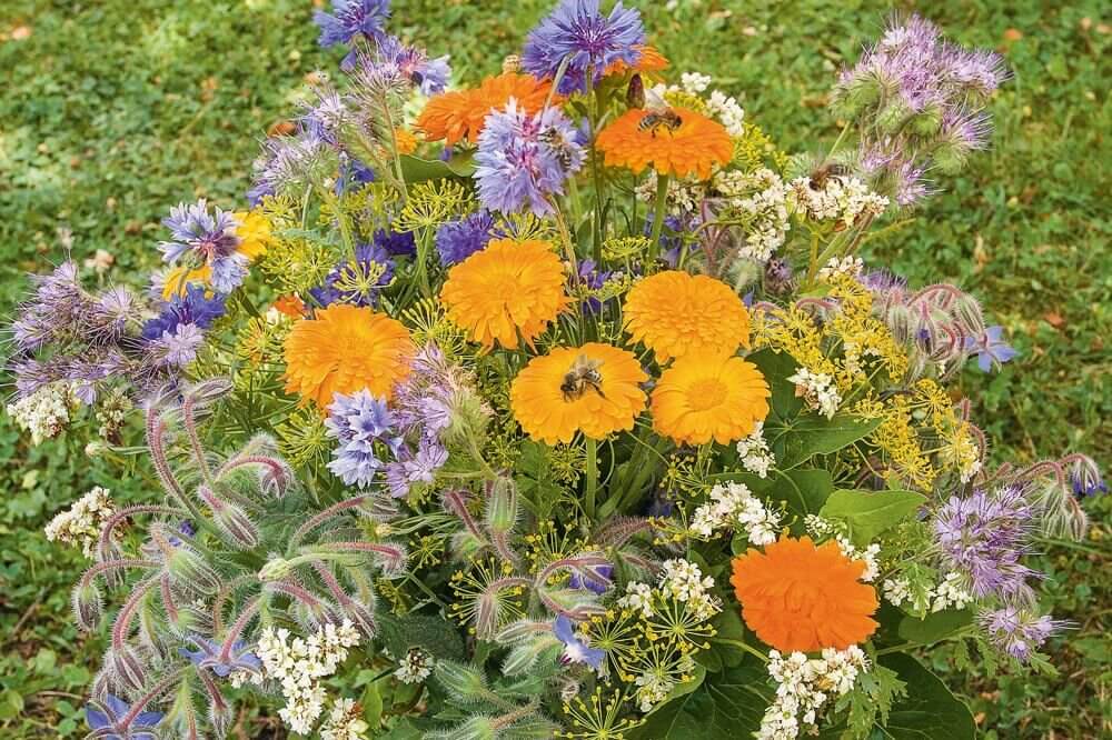 Bijenweide Mix - mix van bloemen