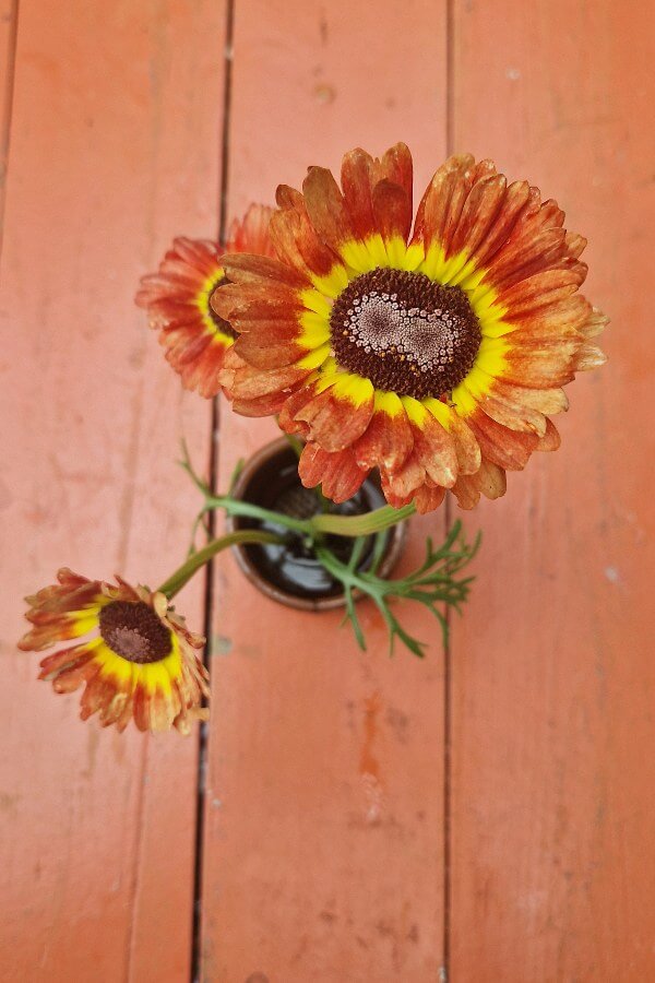 Bonte ganzebloem - Chrysanthemum carinatum - closeup