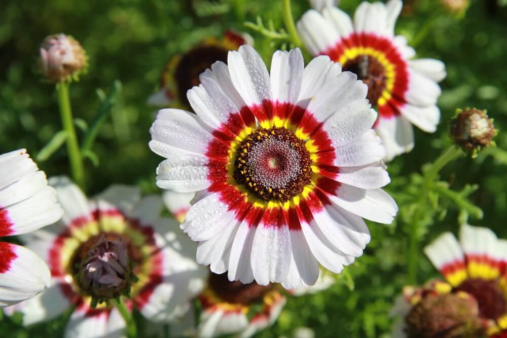 Bonte ganzebloem cockade - Chrysanthemum carinatum