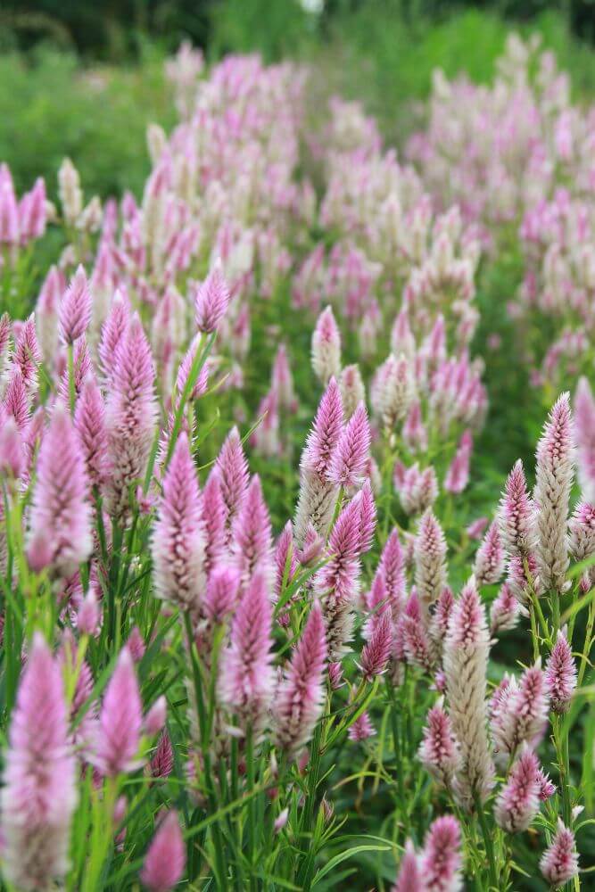 Celosia 'flamingo feather' - Celosia argentea spicata - roze wit - in het veld