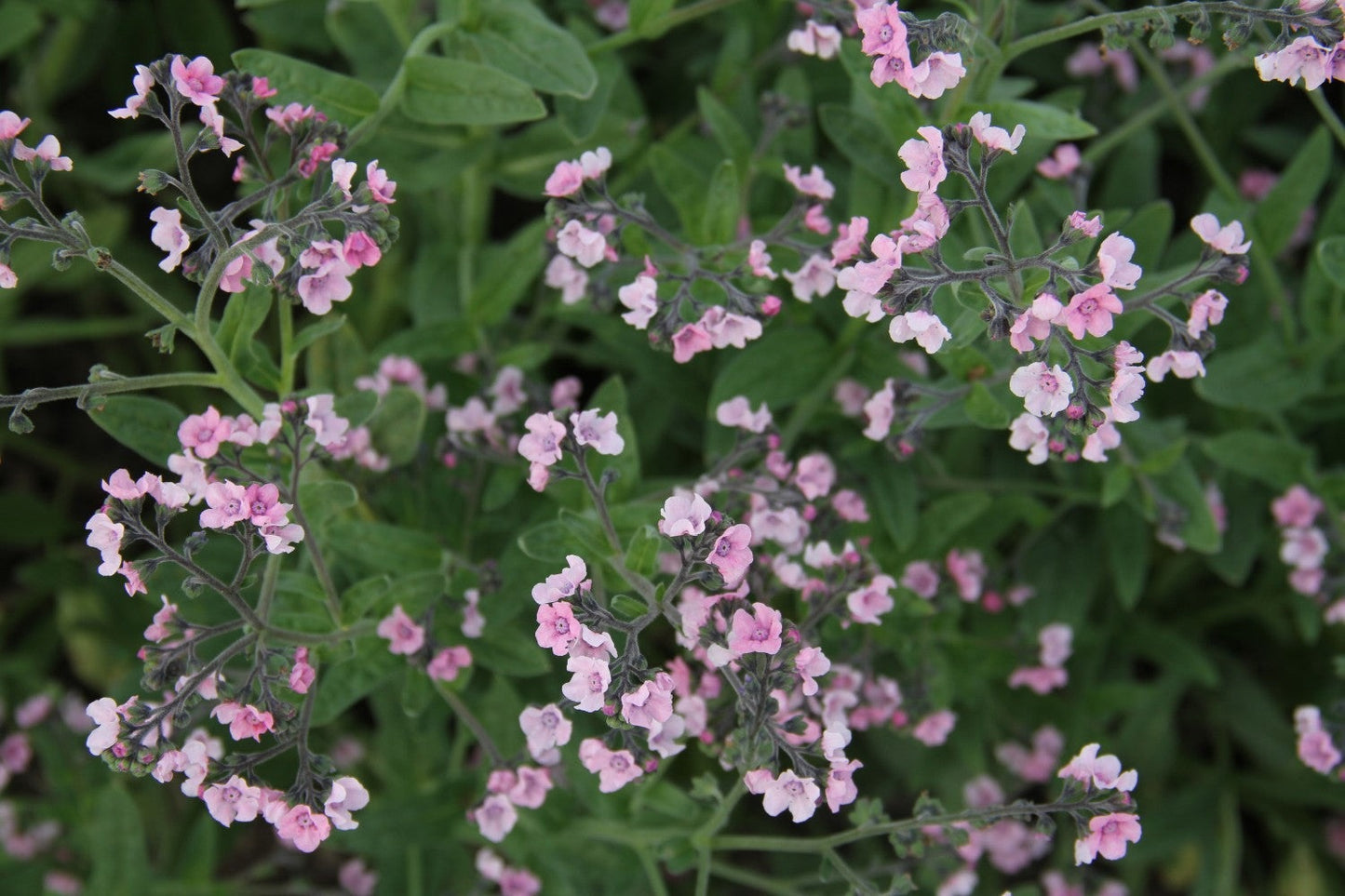 Groep met zachtroze roze Chinese vergeet-me-nietjes 'Mystery rose' bij elkaar.