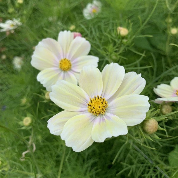 Cosmea 'Kiiro’ - Cosmos bipinnatus - closeup