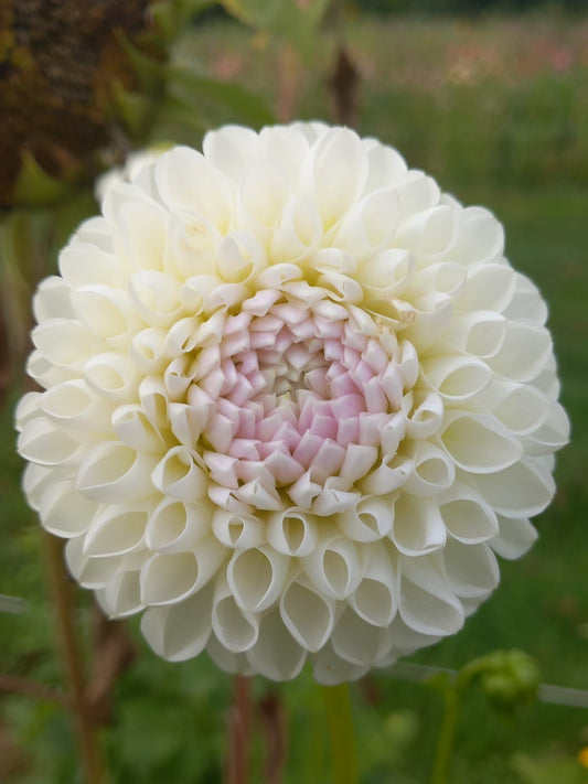 Dahlia 'L'ancresse' - wit