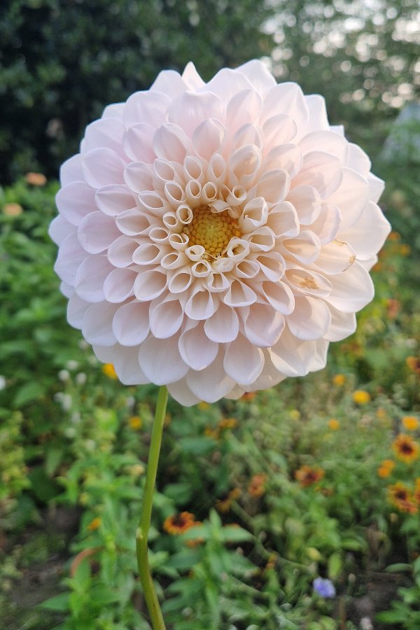Dahlia ‘Sweet nathalie’ - wit