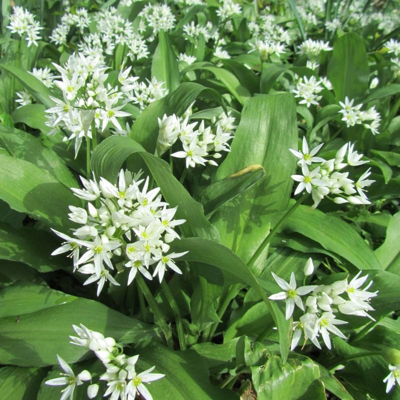 Daslook - Allium ursinum