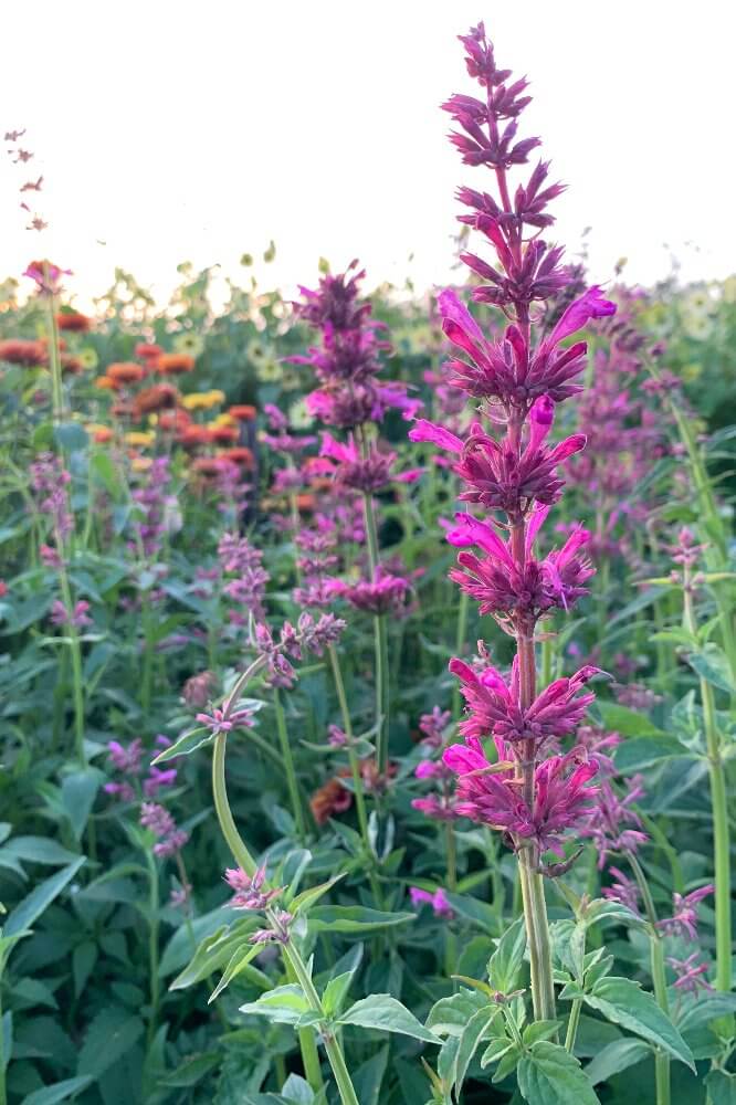 Dropplant ‘Sangria’ - Agastache mexicana