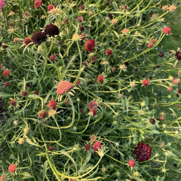 Duifkruid Summer Berries mix - Scabiosa atropurpurea