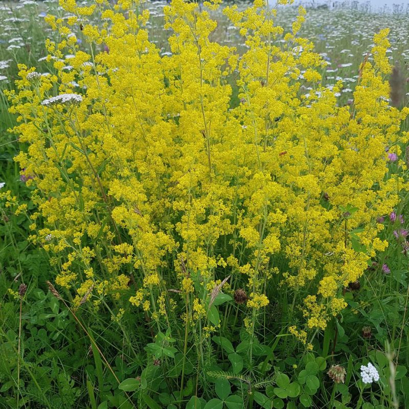 Geel walstro - Galium verum