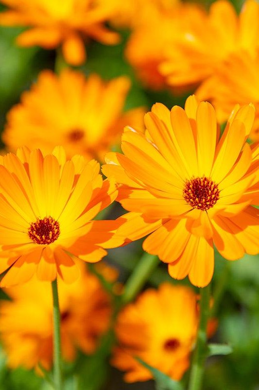 Goudsbloem - Calendula officinalis - oranje
