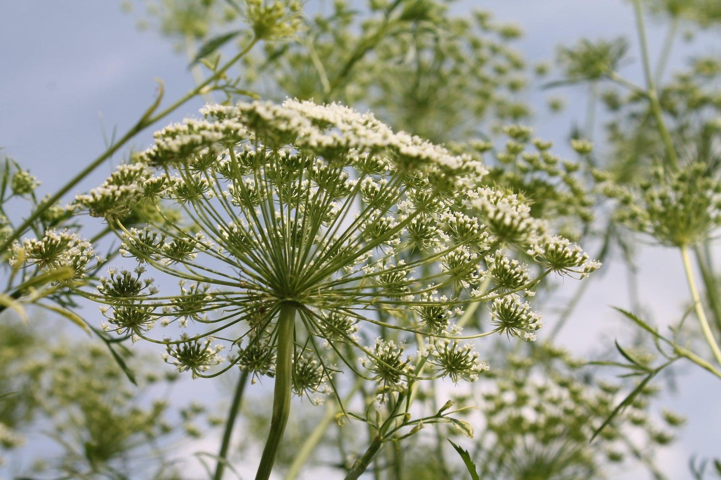 Luchtige plukbloem Groot akkerscherm met blauwe lucht