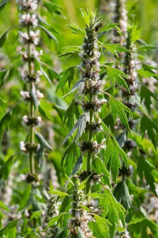 Hartgespan - Leonurus cardiaca