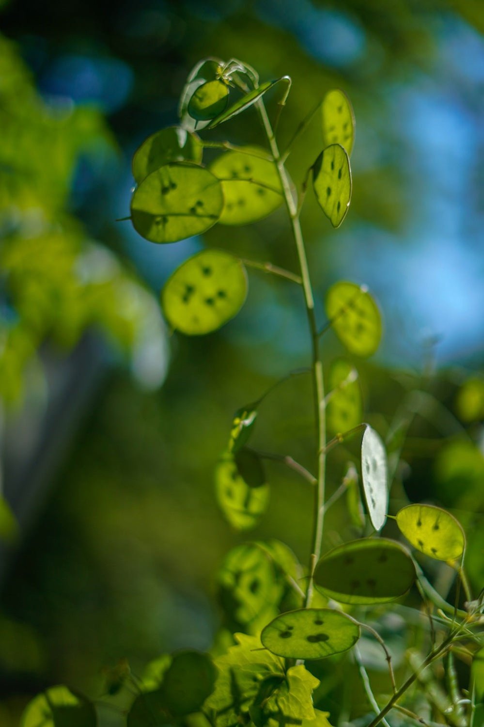 Judaspenning ‘Alba’ - Lunaria biennis - uitgebloeid