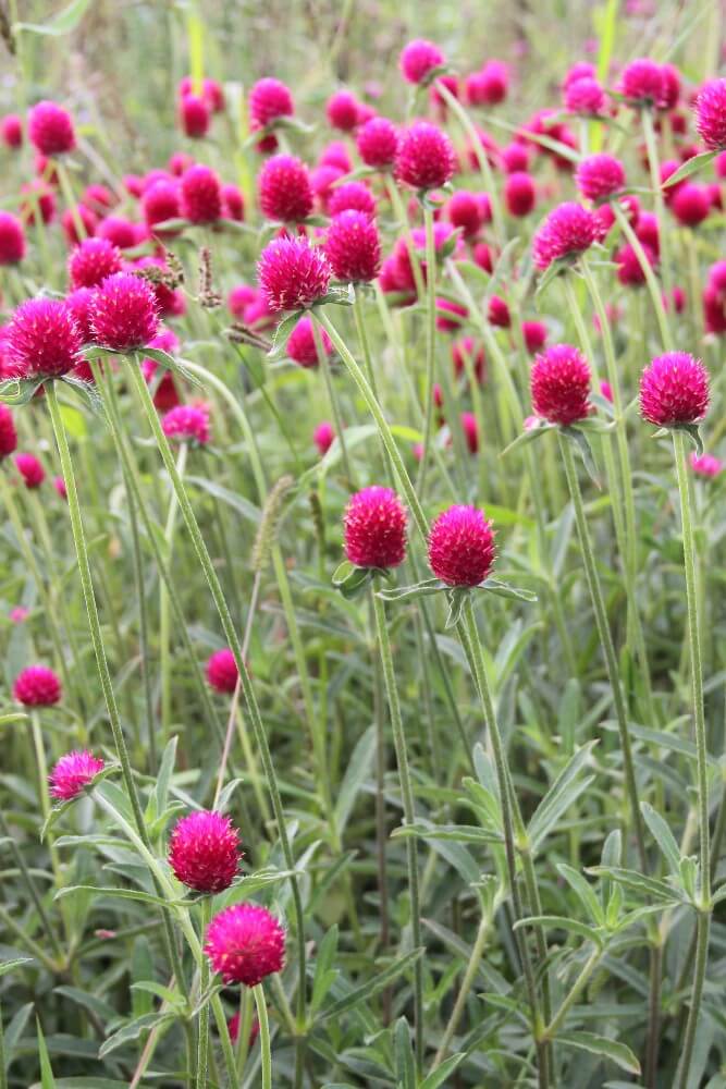 Kogelamarant 'karmijnroze' - Gomphrena haageana