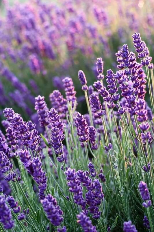 Lavendel - Lavendula angustifolia - in het veld