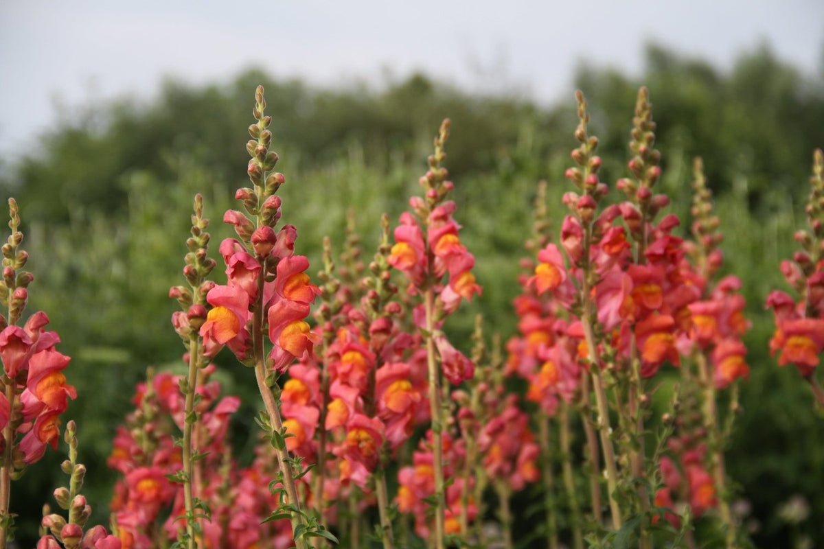 Veld met oranjerode Leeuwenbekken in bloei