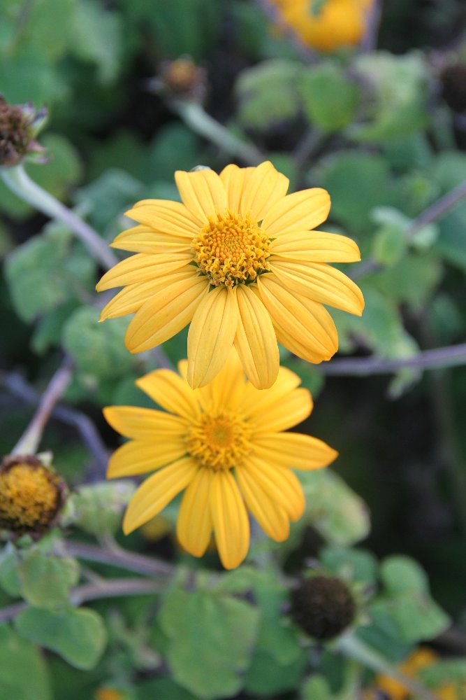 Mexicaanse zonnebloem (geel) - Tithonia rotundifolia
