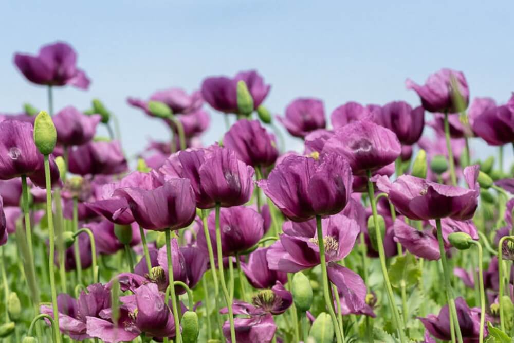 Papaver enkel paars - Papaver somniferum - veld