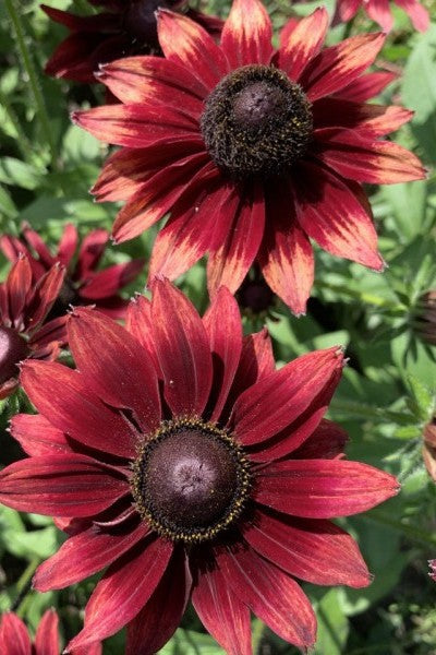 Ruige zonnehoed ‘Cherry Brandy’ - Rudbeckia hirta