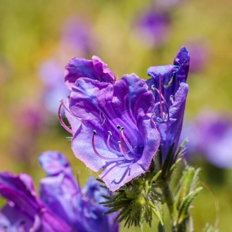 Slangenkruid - Echium plantagineum - closeup