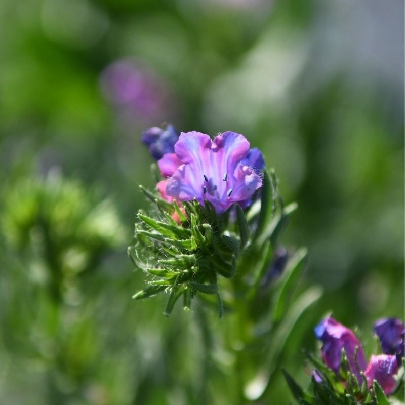 Slangenkruid - Echium plantagineum - closeup