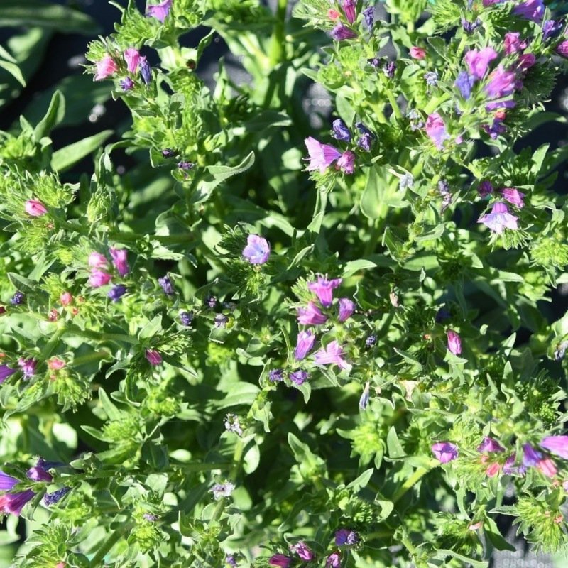 Slangenkruid - Echium plantagineum