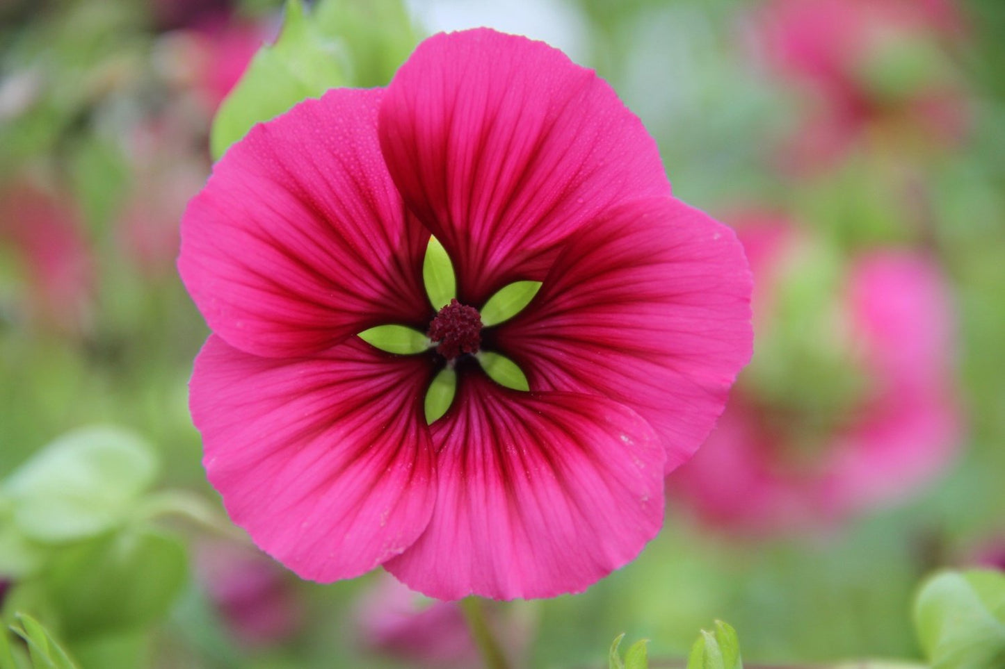 Trechtermalva - Malope trifida - roze