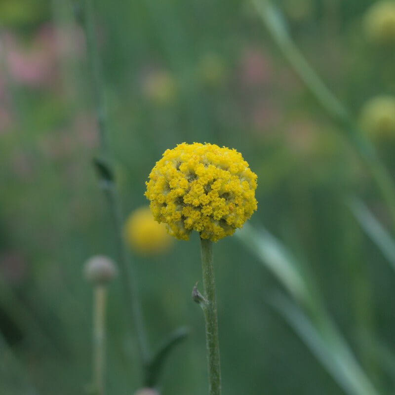 Trommelschlägel / Trommelstöckchen – Craspedia globosa
