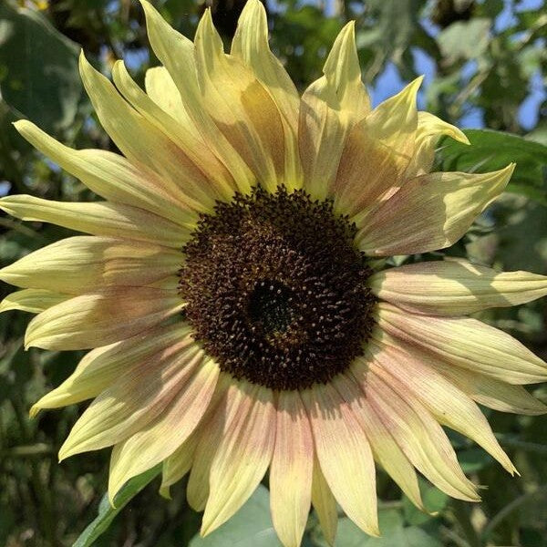 Zonnebloem ‘I heart yellow mix’ - Helianthus annuus