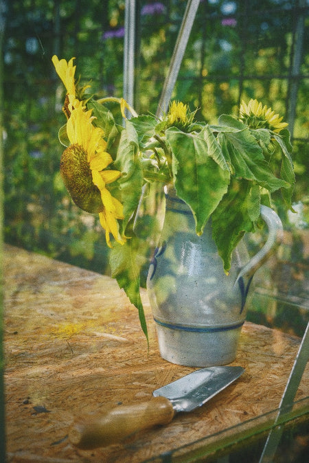 Grote zonnebloem in een grijsblauwe Keulse pot