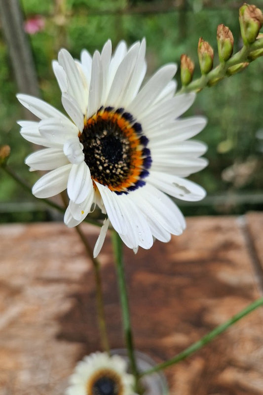 Afrikaans madeliefje 'Zulu prince' - Arctotis fastuosa - closeup