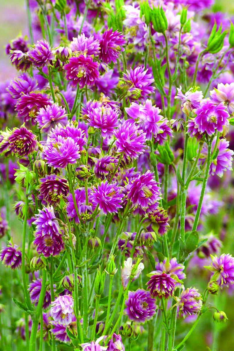 Akelei 'Nora barlow' - Aquilegia vulgaris