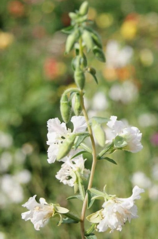 Amandelroosje (wit) - Clarkia elegans