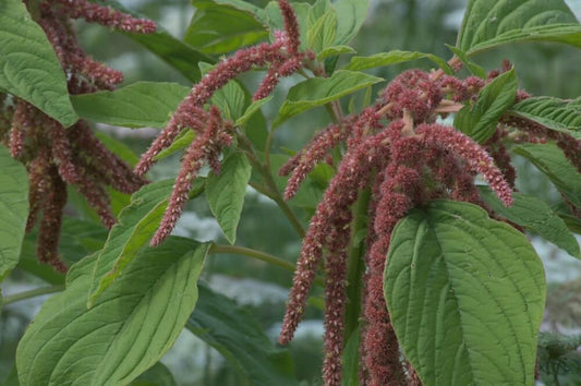 Amaranth ‘Coral’ - Amaranthus caudatus