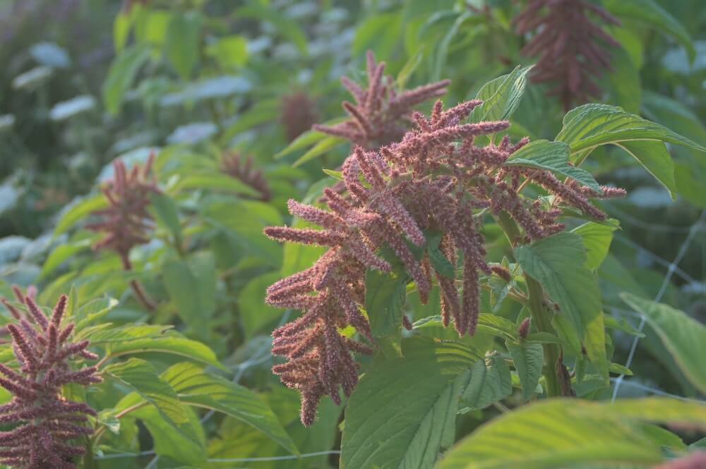 Amaranth ‘Coral’ - Amaranthus caudatus