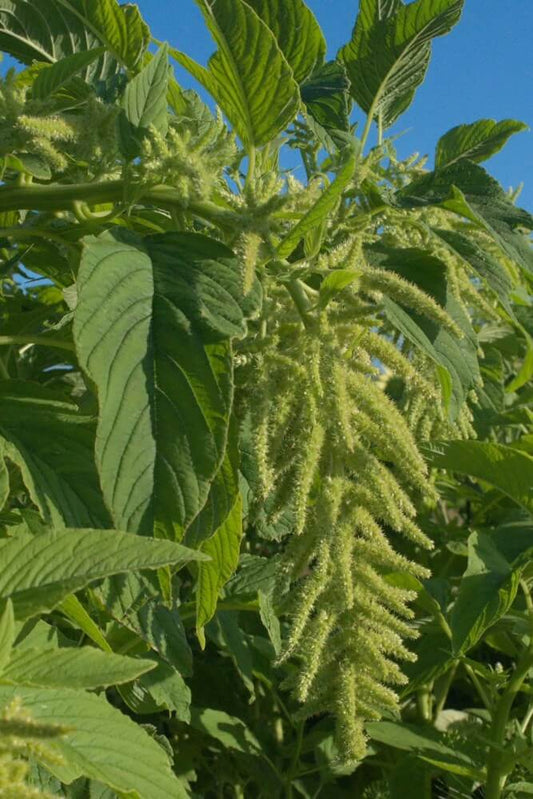 Amaranth ‘Green Cascades’ - Amaranthus caudatus