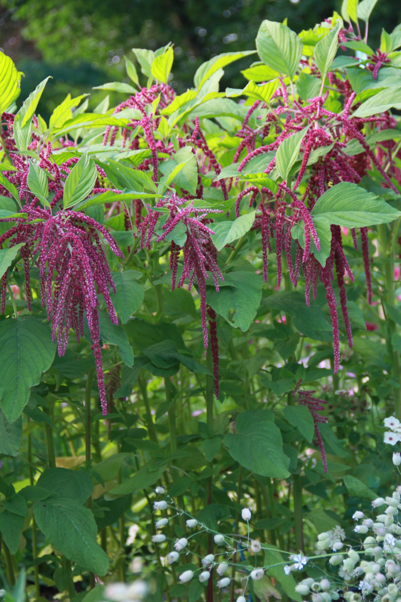 Amaranth 'Pony Tails' – Amaranthus caudatus