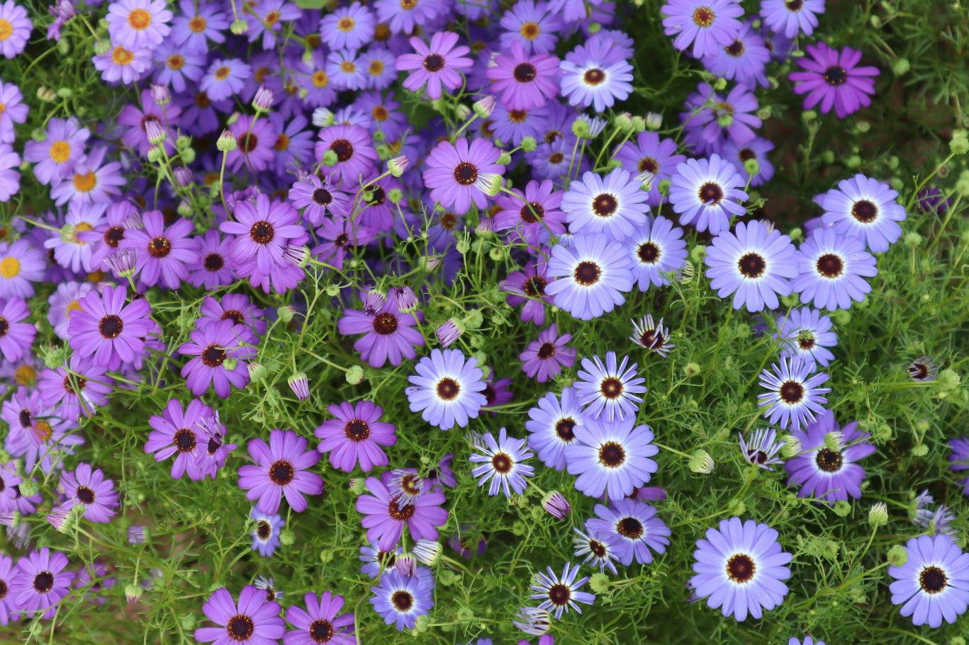 Australisch madeliefje - Brachyscome iberidifolia