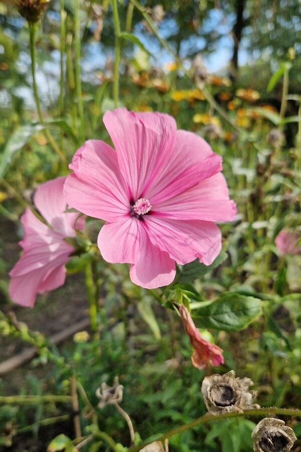 Bekermalva (roze) - Lavatera trimestris - closeup