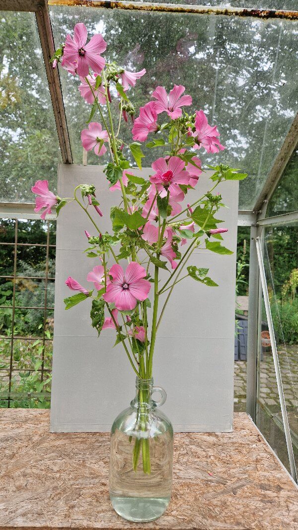 Bekermalva (roze) - Lavatera trimestris