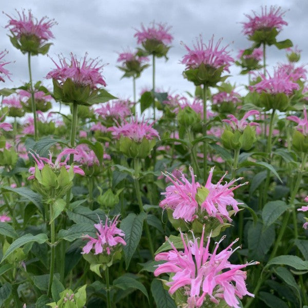 Bergamot ‘Hot pink’ - Monarda didyma