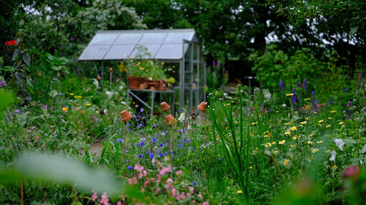 bloeiende bloemen in tuin met tuinkas