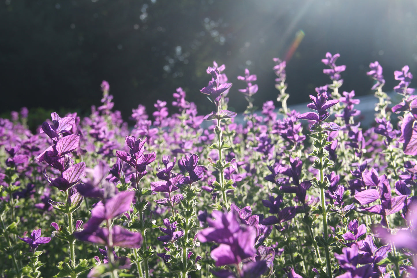 Bonte salie 'Oxford blue' – Salvia viridis - in het veld