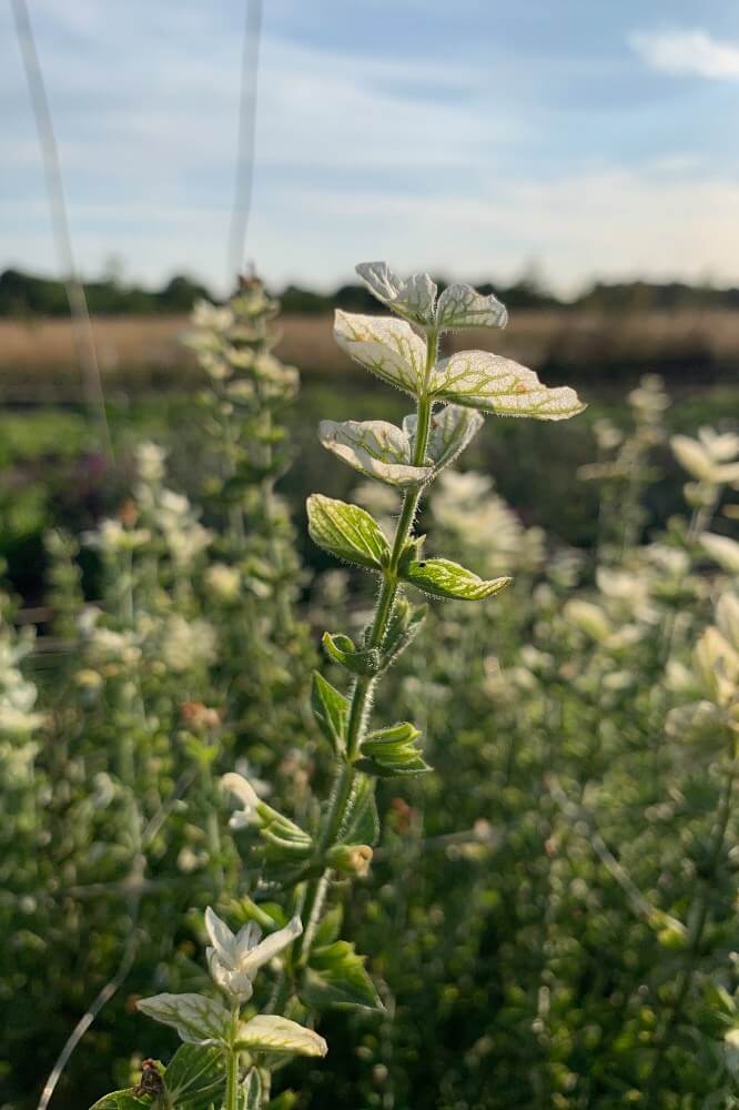 Bonte Salie ‘White mist’ - Salvia horminum